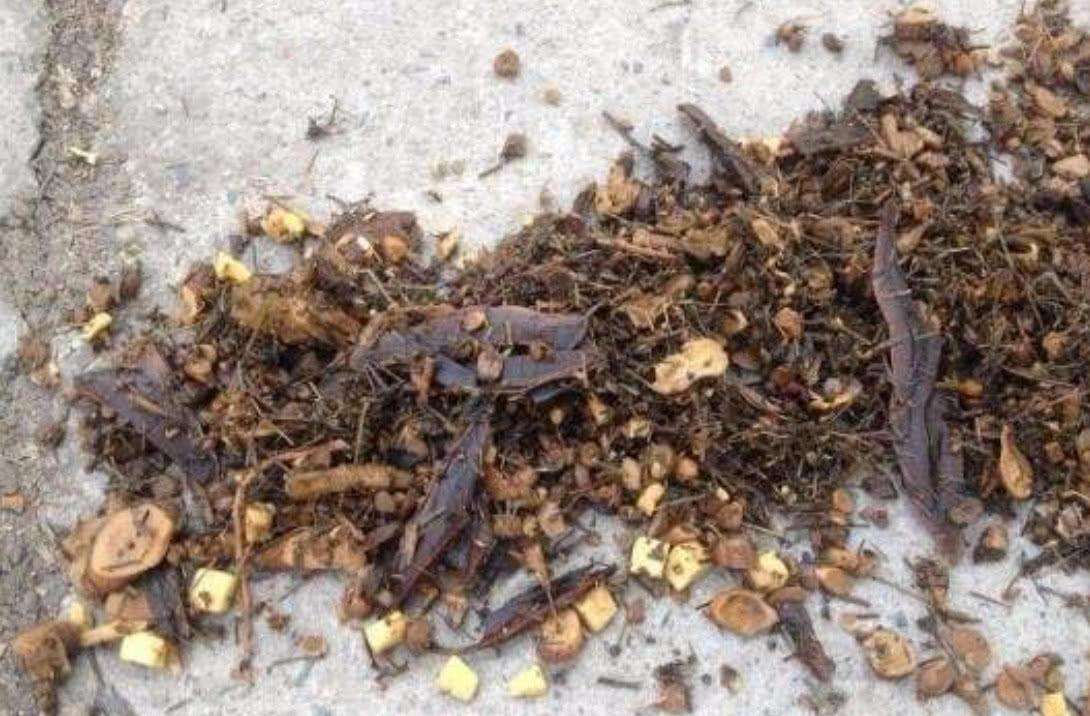 中藥渣、西藥渣、抗生素菌渣等糟渣