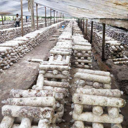 食用菌渣又叫做菌糠、菌渣